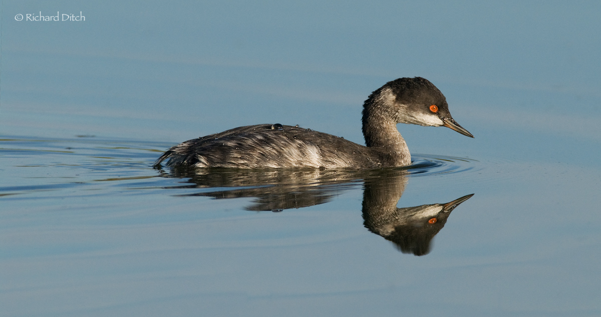 Eared Grebe