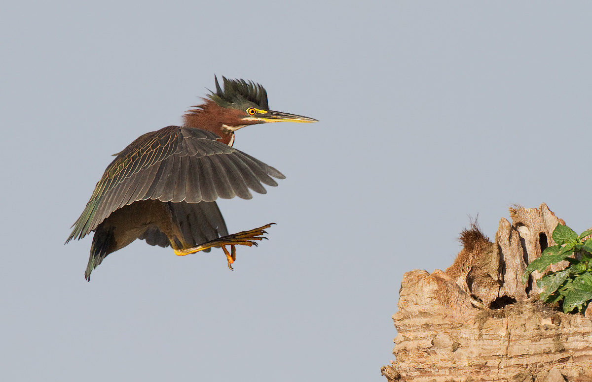 Green heron