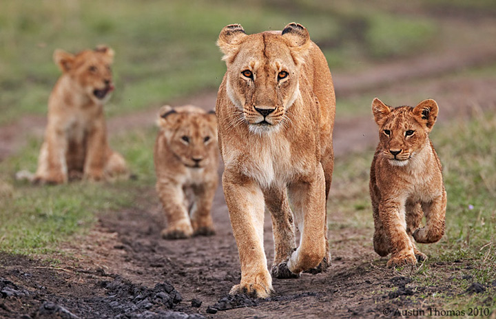 Lion Family