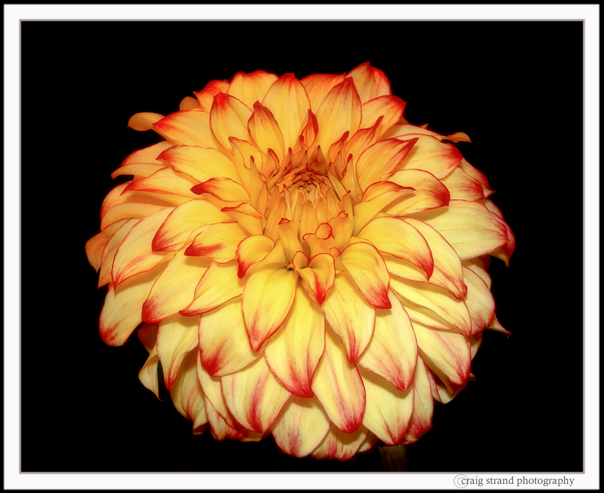 The Last Dahlia