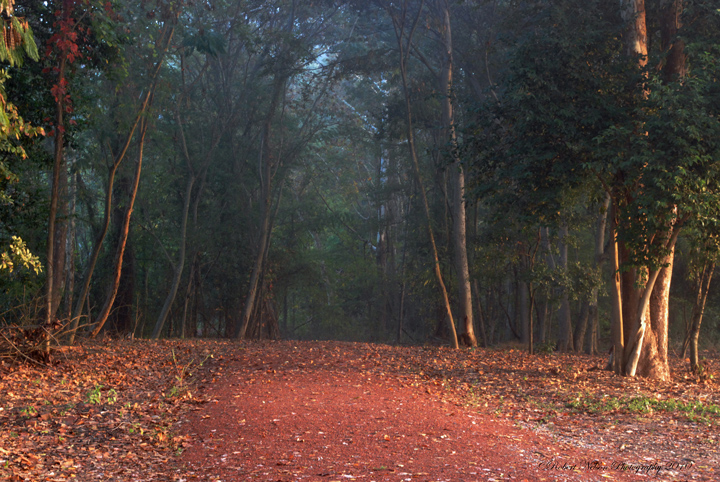 Quiet path