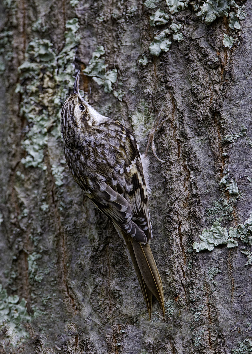 Brown Creeper