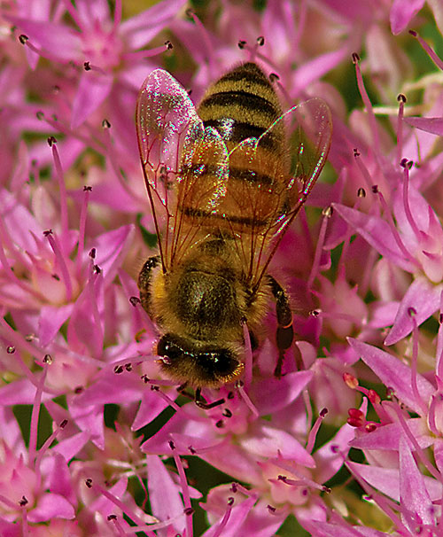 Bee