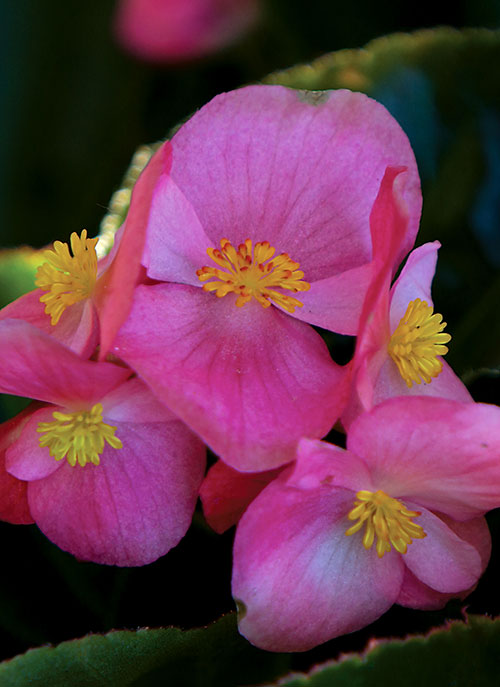 Angel Begonia