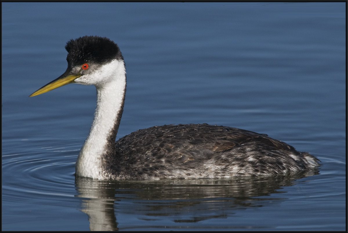 Western Grebe 17