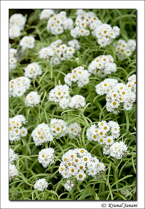 Woolly Everlasting