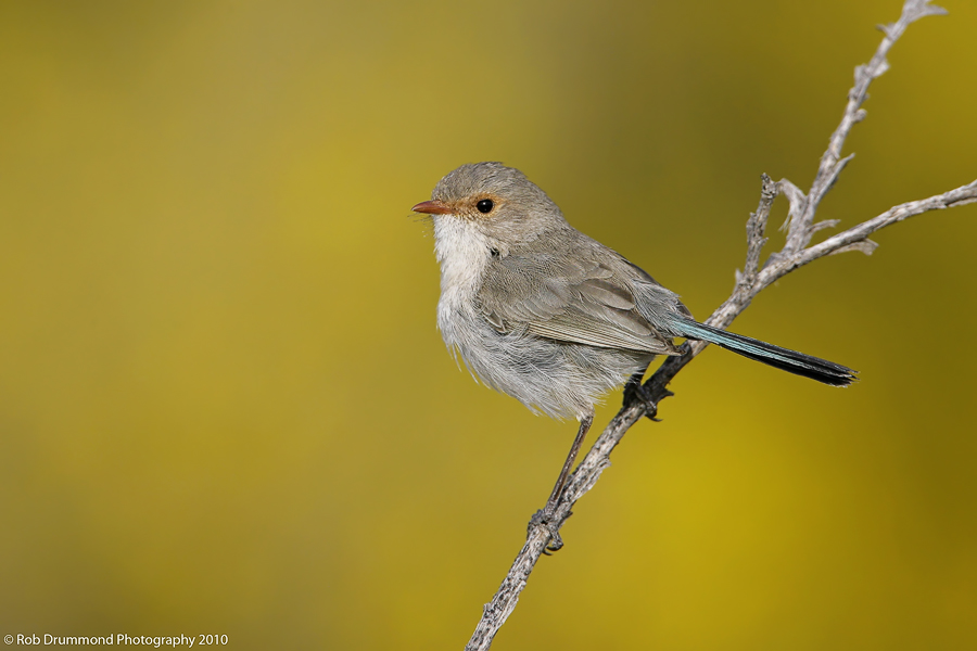 Splendid Fairywren