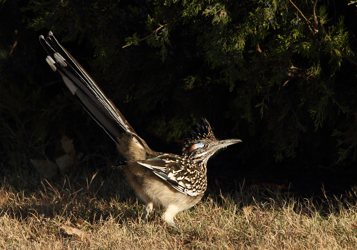 Halloween Roadrunner