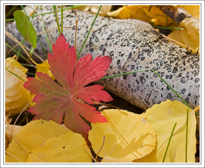 Fall Bouquet