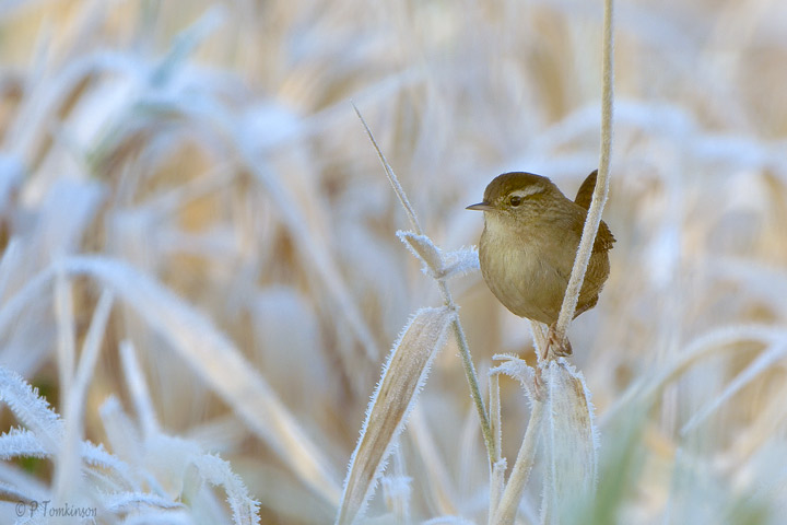 Wren