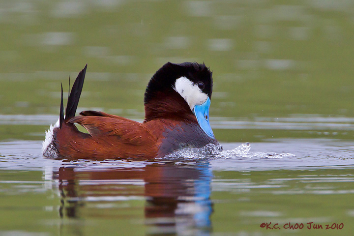 Ruddy Duck