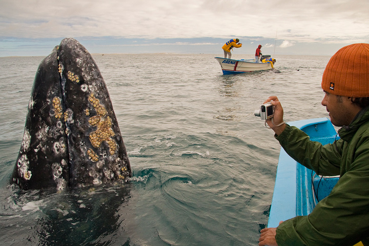 Scammon's Lagoon whales