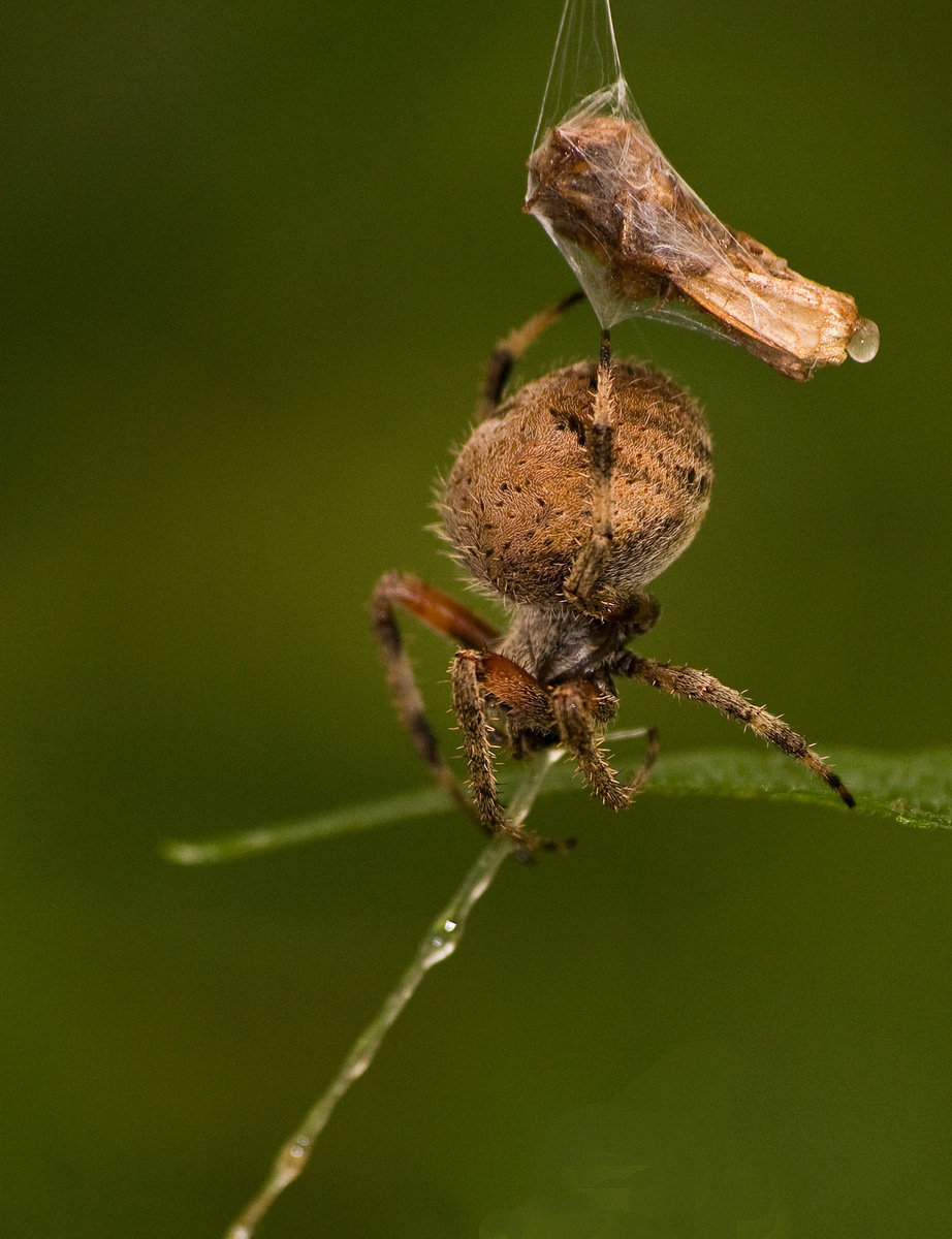 spider with Catch