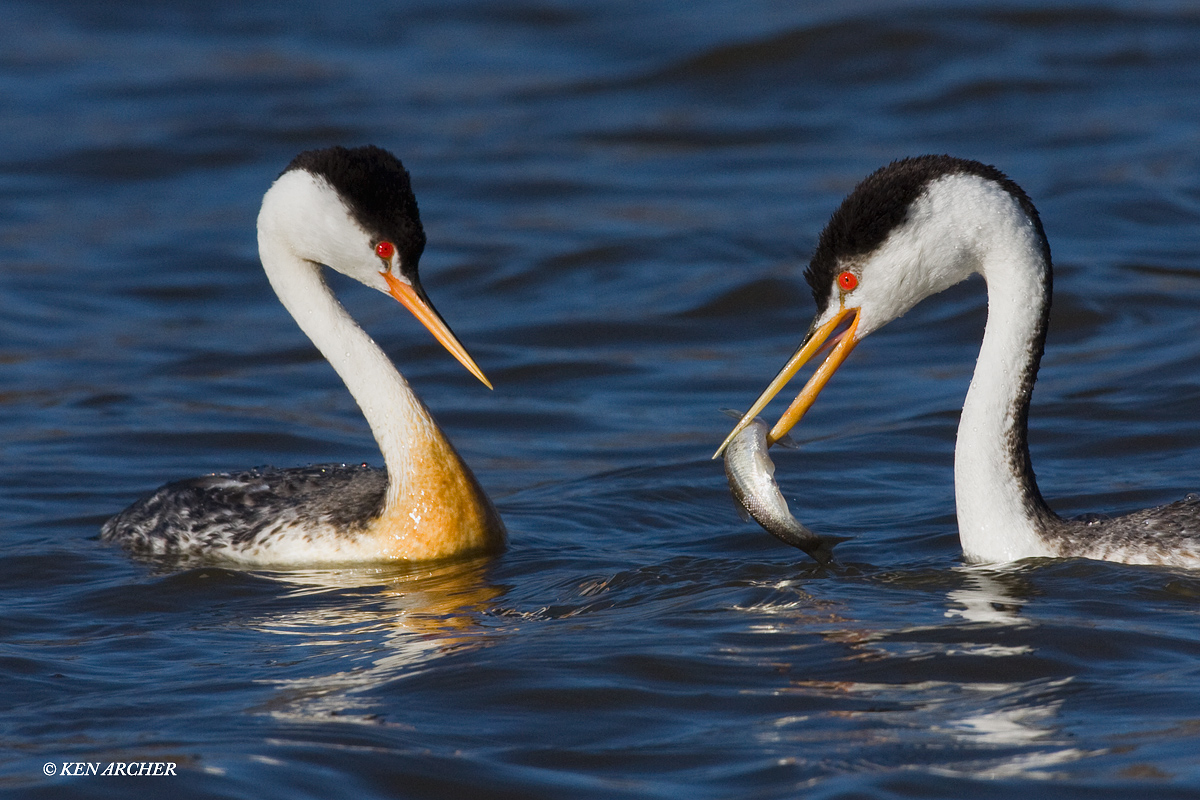 Clark's Grebes Courtship
