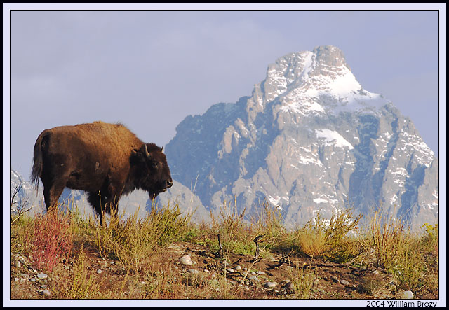 Bison cow @ Tetons