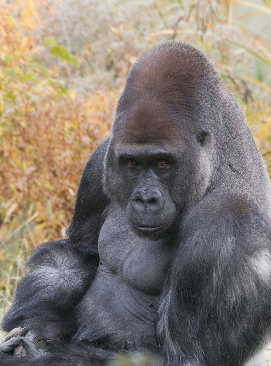 Gorilla
