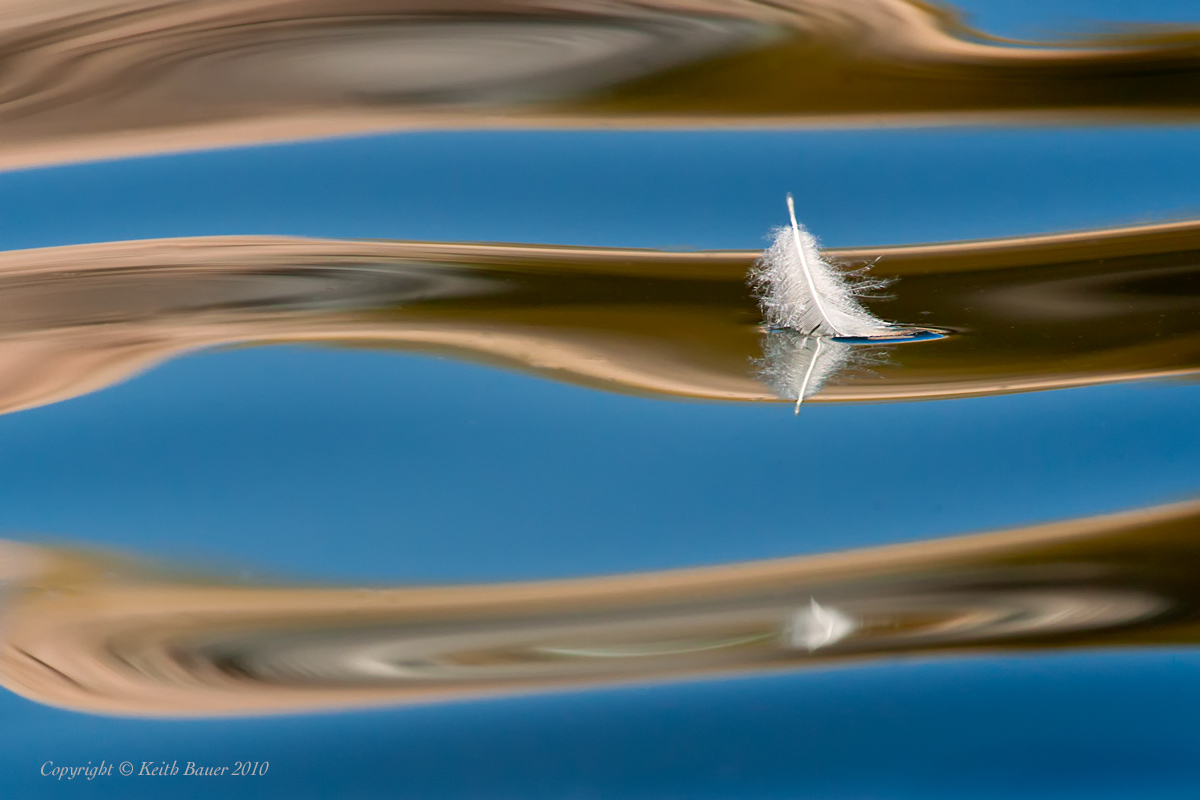 The Feather