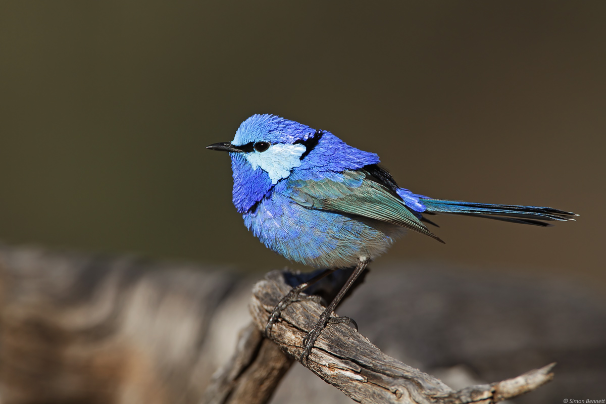 Splendid Fairy-wren