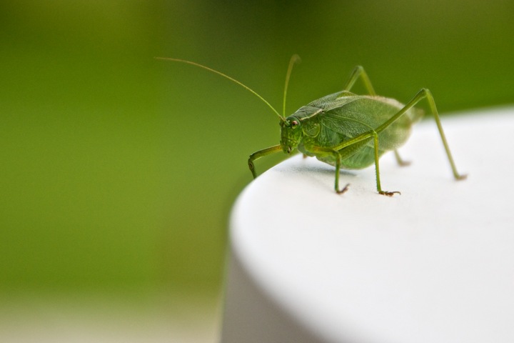 Katydid