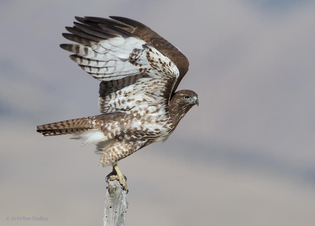 Red-tailed Hawk
