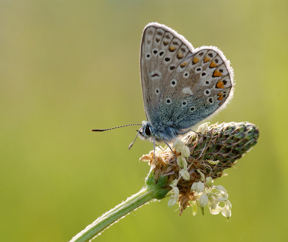 Backlit butterfly