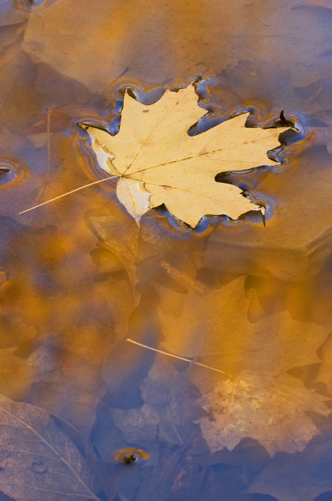 Fall's End
