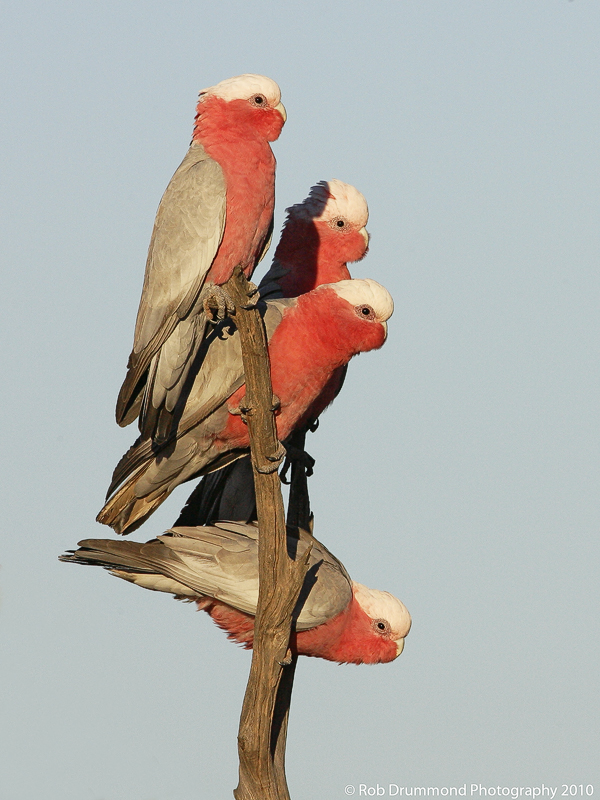 Galahs