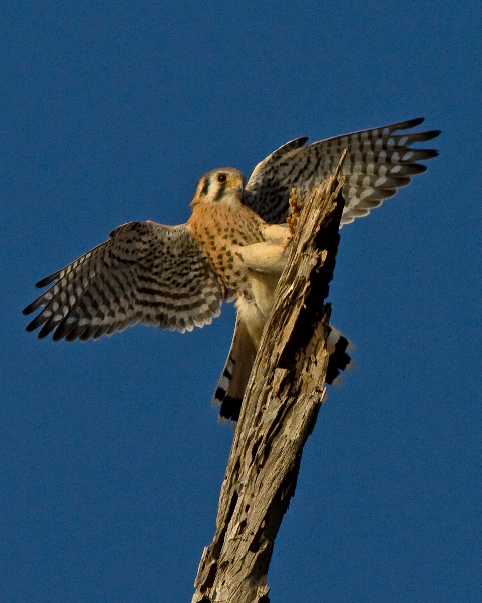 American Kestrel