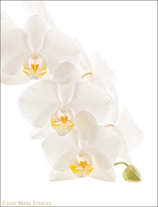 Phalaenopsis