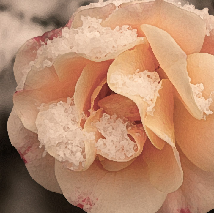 REPOST-First Snow on Roses