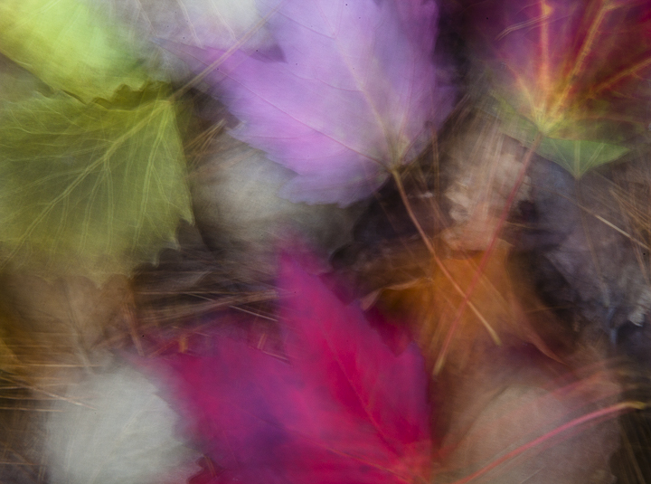 Abstract Foliage