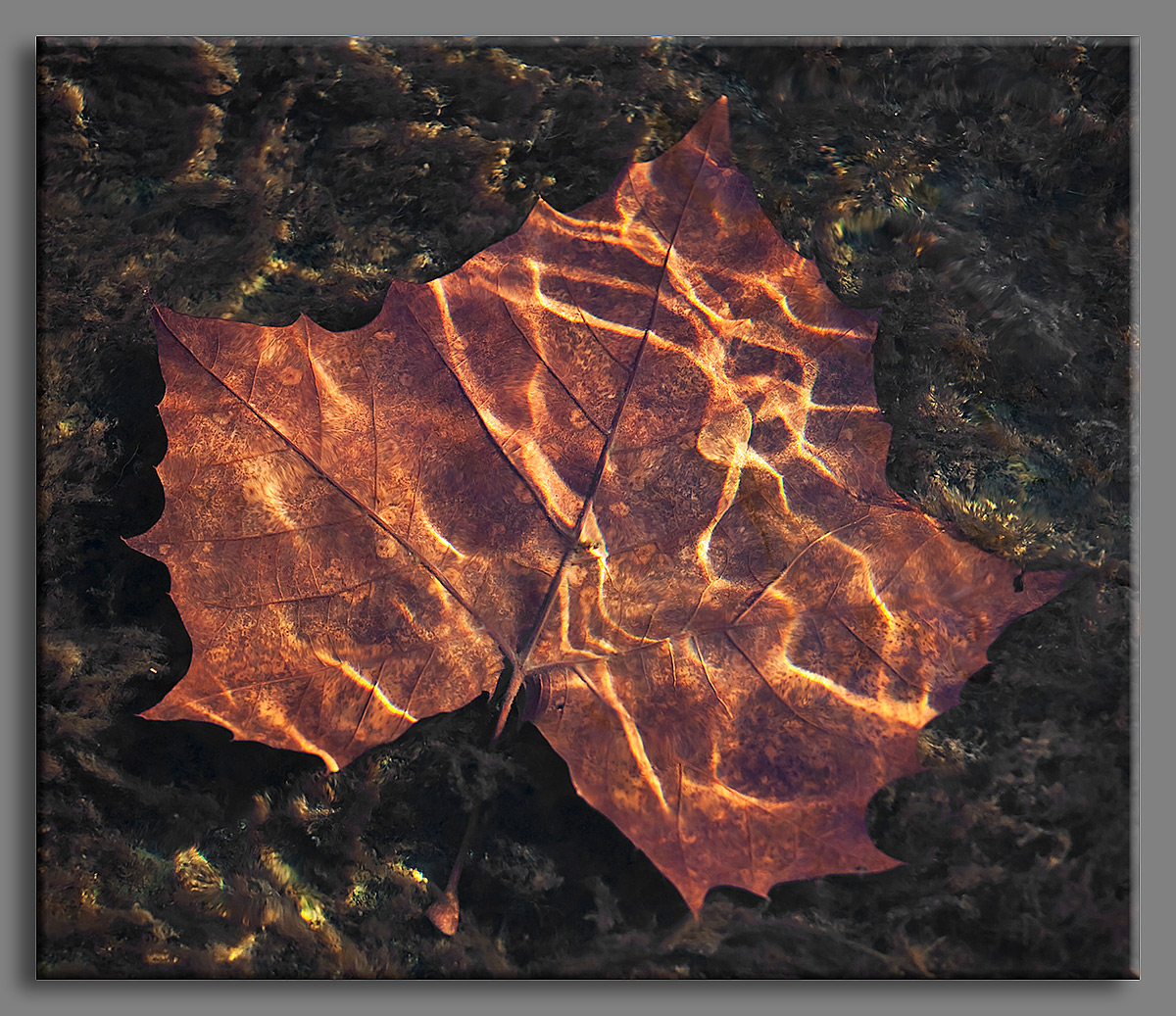 Leaf Lightning