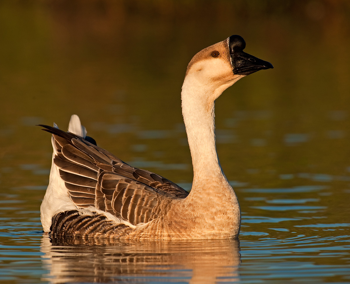 Brown Chinese Goose