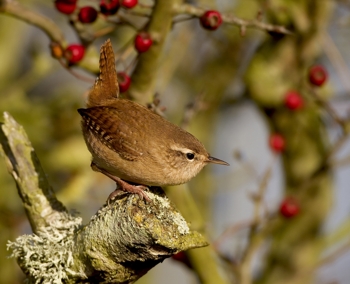 Wren