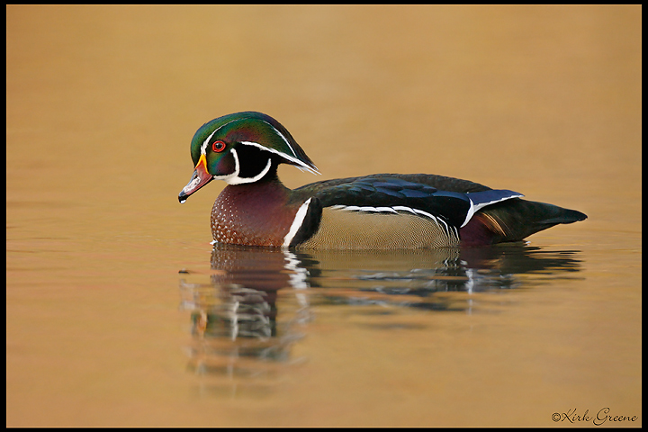 Wood Duck