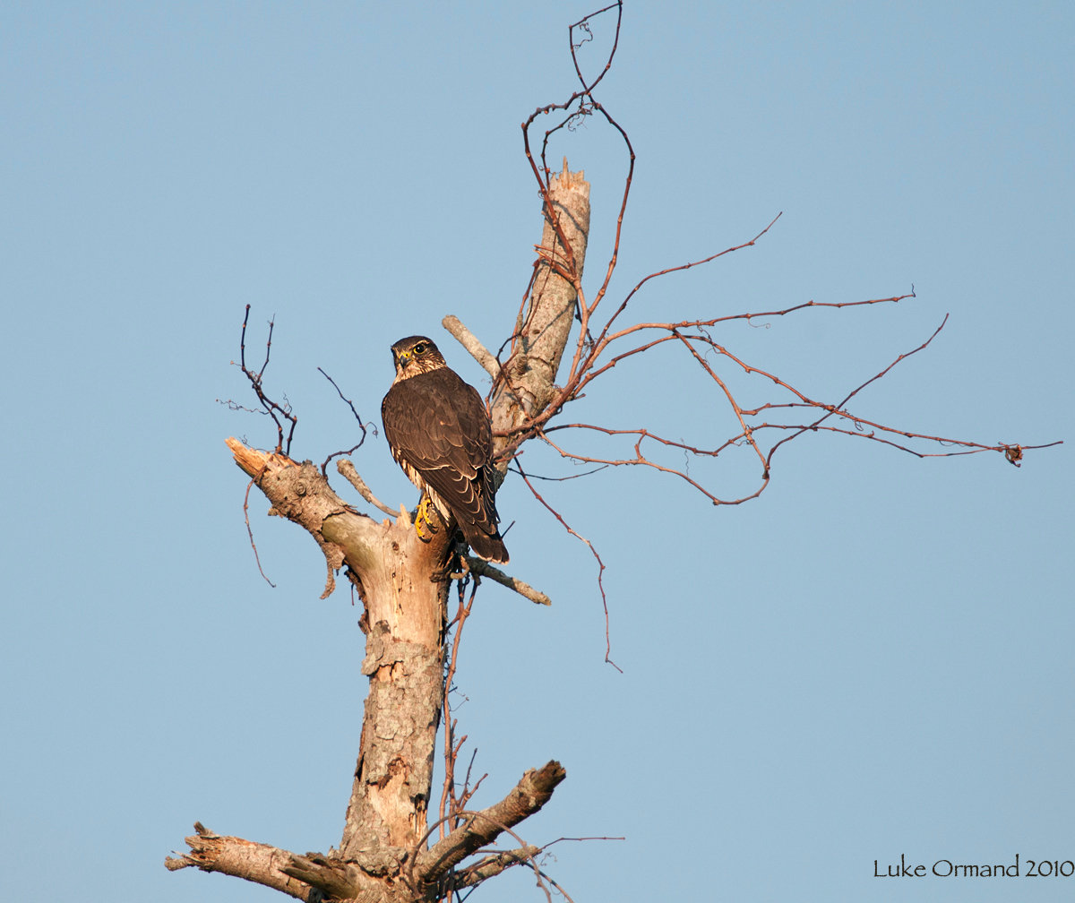 Waiting Merlin