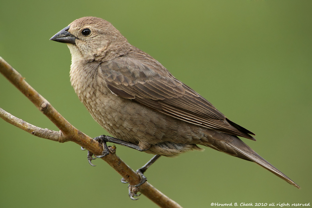 Cowbird Closeup x 2