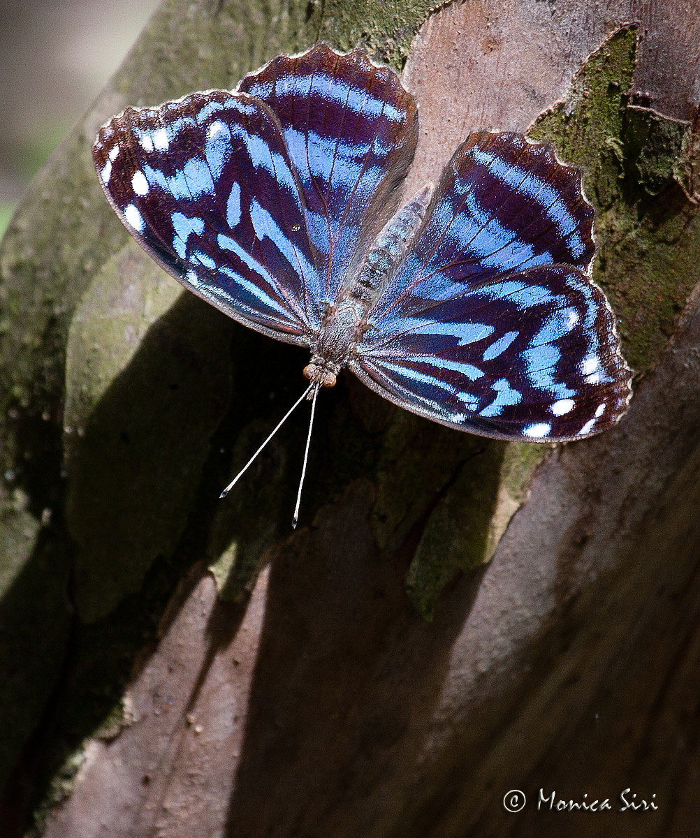 Mexican Bluewing