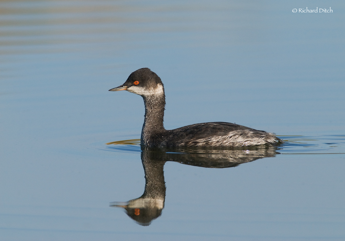 Eared Grebe