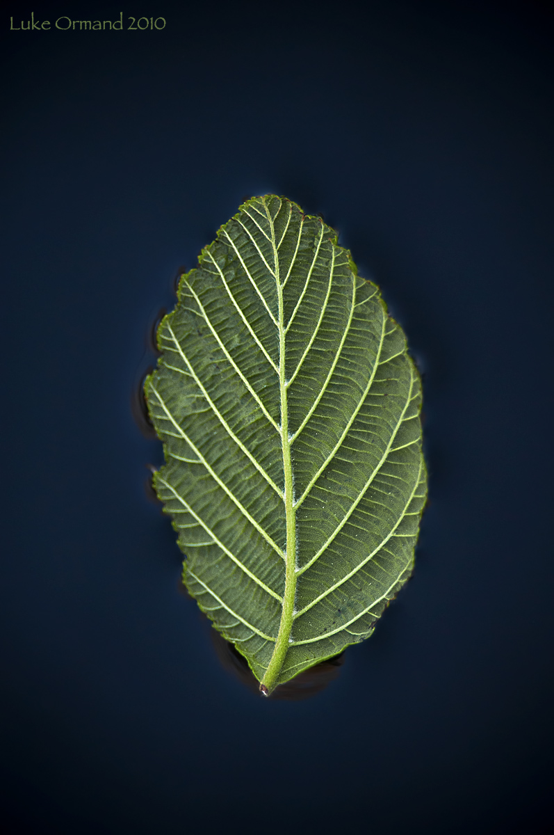 3-D leaf