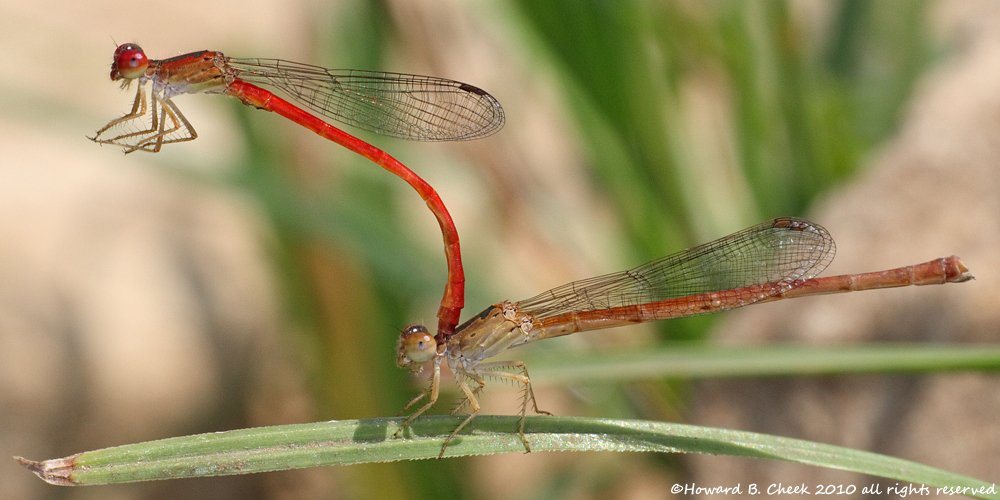 Desert Firetails