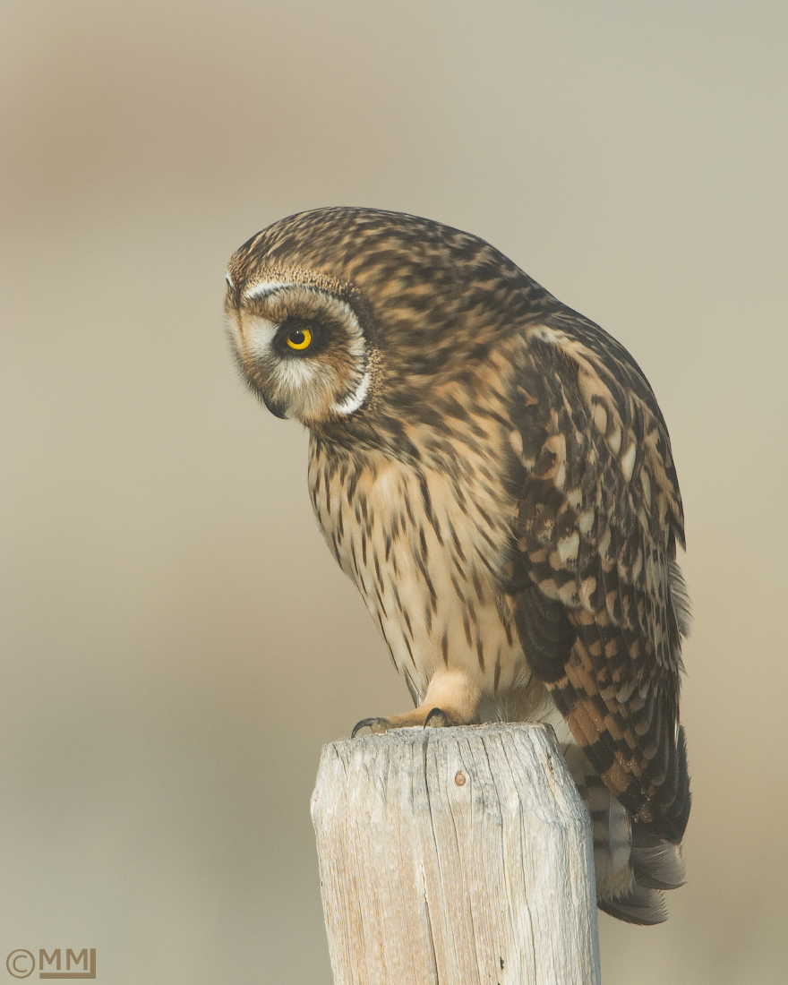 Short-eared Owl female