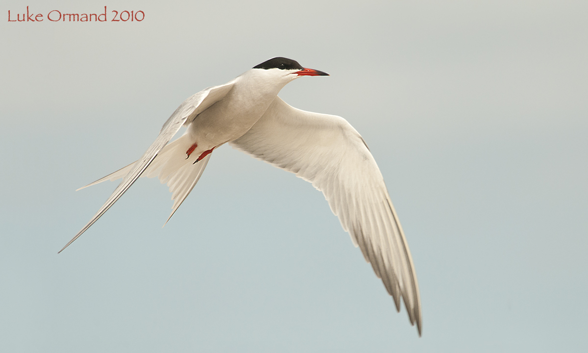 Common Tern Flight