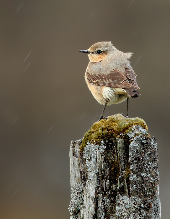 Female Wheatear