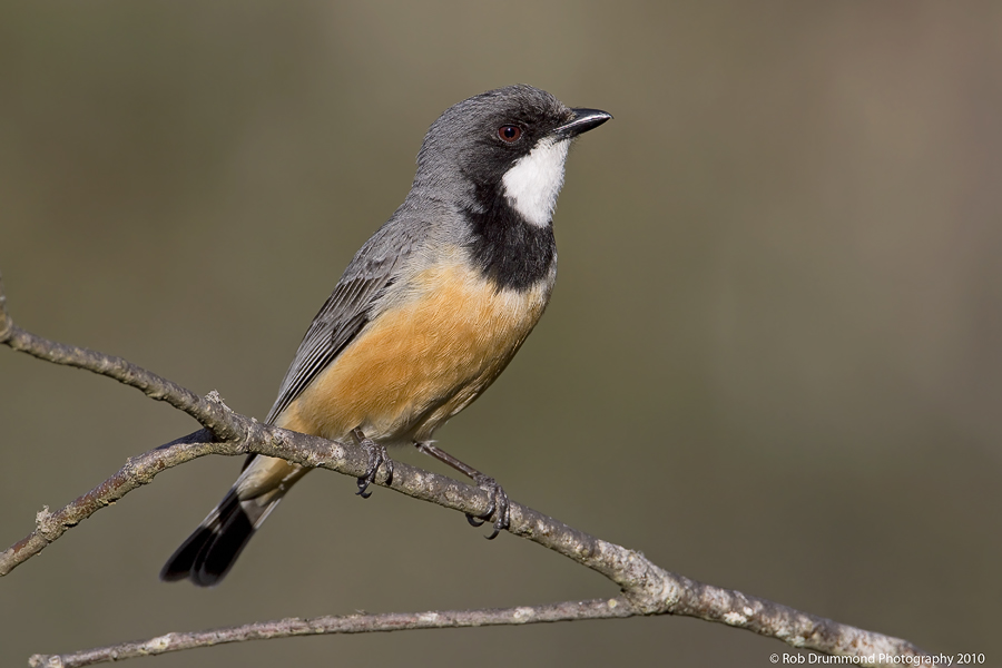 Rufous Whistler
