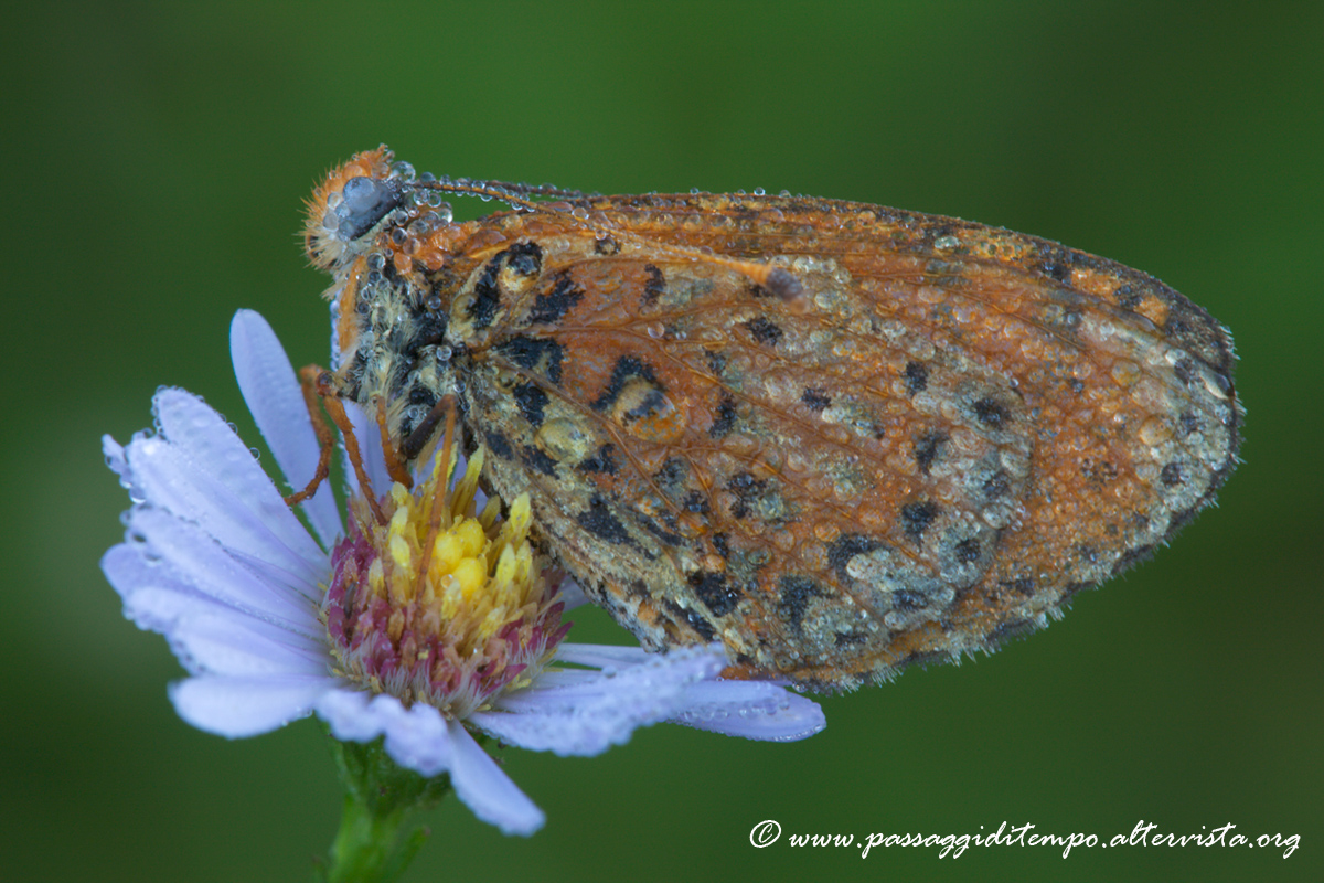 Melitaea