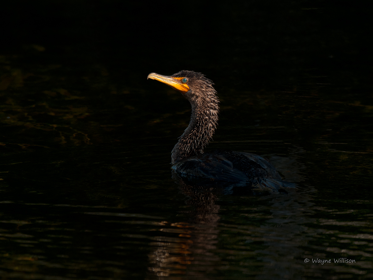 Cormorant