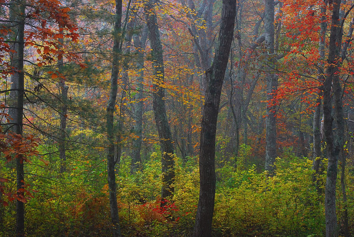 Woods of Autumn