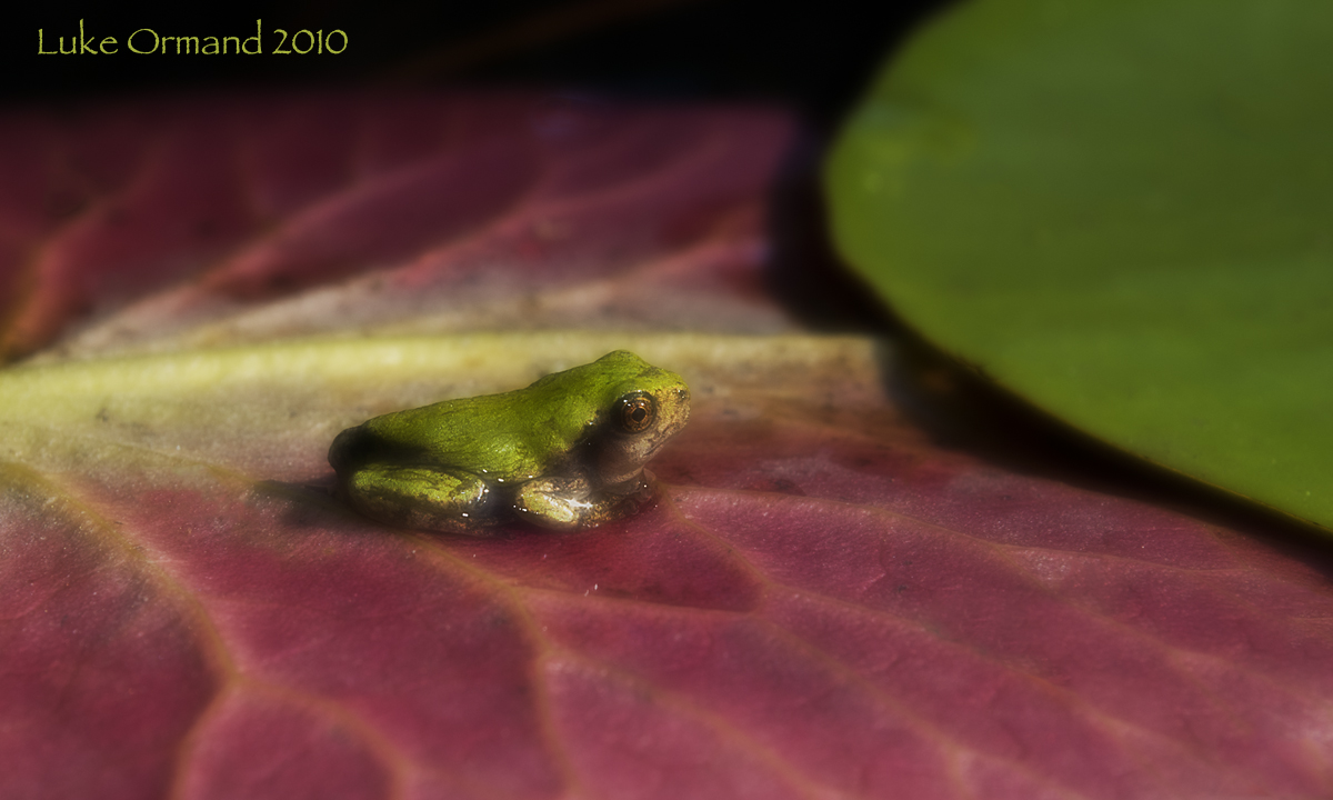 Dreamy Frog