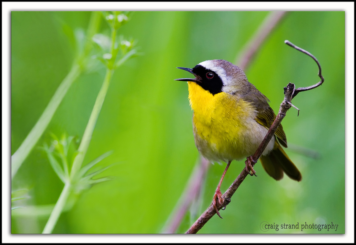 Yellowthroated Crooner w/repost